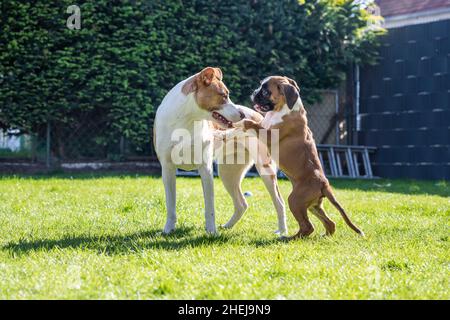 Chien Boxer allemand et un chien mixte jouant ensemble sur l'herbe verte dans le jardin. Banque D'Images