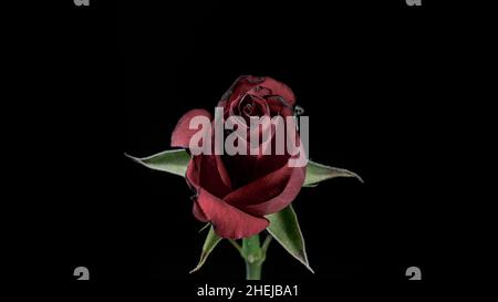 Fleur morte - rose rouge fanante isolée sur fond noir Banque D'Images