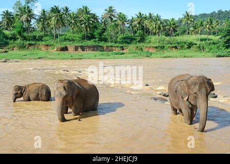 Les éléphants se baigner dans la rivière Banque D'Images