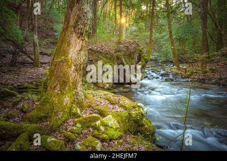 Le soleil tôt le matin, traverse les arbres le long du sentier du gizzard sur le plateau sud de Cumberland, dans le Tennessee. Banque D'Images