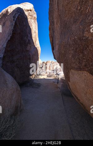 San Bernardino County, CA, États-Unis - 5 janvier 2022 : sentier Cap Rock dans le parc national de Joshua Tree, comté de San Bernardino, CA. Banque D'Images