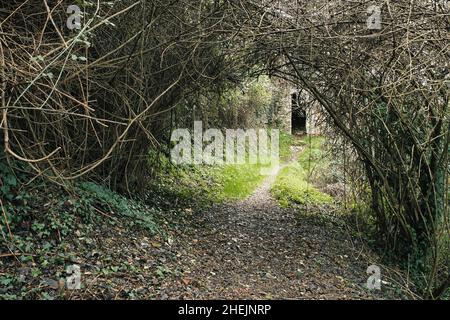 Les branches d'arbres qui créent un tunnel au Keep de Ripafratta en Toscane, Italie Banque D'Images