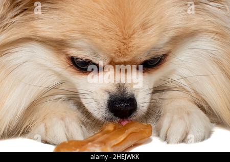 Le chien mâche sur un os. Le Pomeranien mange un os de chien. Chiot de Poméranie Banque D'Images