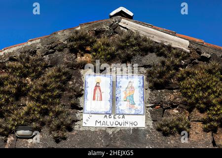 Vignobles de style traditionnel avec murs en pierre sur l'île de Pico dans les Açores, le mont Pico en arrière-plan, Portugal Banque D'Images