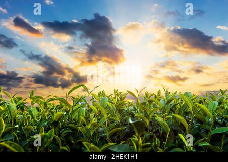 Lever de soleil de la plantation de thé vert à Chiang Rai, Thaïlande Banque D'Images