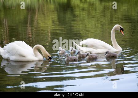 Paire de cygnes et une famille de 6 cygnets, longeant le canal de Basingstoke près de Farnborough, dans le Surrey.Pris en automne, ils ont quelques mois Banque D'Images