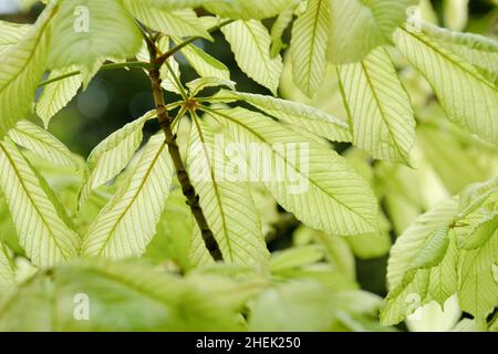 Aesculus hippocastanum 'Hampton court Gold', châtaigne de cheval 'Hampton court Gold'.Feuilles de couleur dorée Banque D'Images