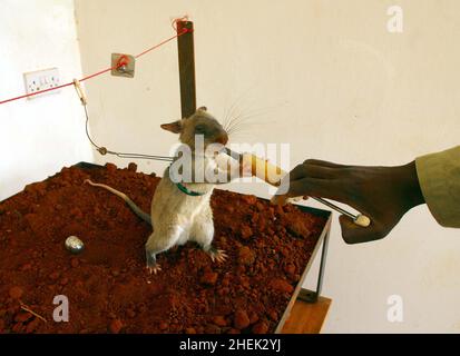 UN RAT EST RÉCOMPENSÉ DE NOURRITURE APRÈS AVOIR LOCALISÉ ET MIS À LA TERRE UNE CAPSULE TNT QUI A ÉTÉ CACHÉE DANS LE SOL AU CENTRE DE FORMATION APOPO, UNIVERSITÉ SOKOINE D'AGRICULTURE, MOROGORO, TANZANIE.AU CENTRE, LA COMPAGNIE BELGE (APOPO), LA BRAVOURE DE BART WEETJENS, FORME DES RATS À DÉTECTER LES MINES TERRESTRES À UTILISER DANS LES RÉGIONS DÉCHIRÉES PAR LA GUERRE. Banque D'Images