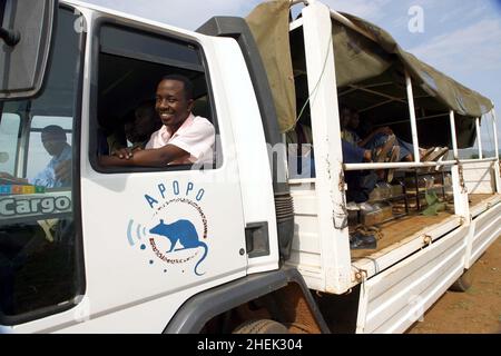 LE CAMION APOPO AVEC MANUTENTIONNAIRES QUI EST UTILISÉ POUR TRANSPORTER DES RATS VERS ET DEPUIS LE CHAMP DE FORMATION.AU CENTRE DE FORMATION DE L'APOPO, UNIVERSITÉ D'AGRICULTURE DE SOKOINE, MOROGORO, TANZANIE.LES RATS SAUVAGES SONT CAPTURÉS PUIS ÉLEVÉS POUR PRODUIRE DES JEUNES POUR L'ENTRAÎNEMENT.À CINQ SEMAINES, ILS SONT MANIPULÉS RÉGULIÈREMENT AFIN DE S'HABITUER AUX HUMAINS AVANT L'ENTRAÎNEMENT.AU CENTRE, LA COMPAGNIE BELGE (APOPO), LA BRAVOURE DE BART WEETJENS, FORME DES RATS À DÉTECTER LES MINES TERRESTRES À UTILISER DANS LES RÉGIONS DÉCHIRÉES PAR LA GUERRE.LES RATS SONT CONSIDÉRÉS COMME IDÉALEMENT ADAPTÉS POUR LE TRAVAIL DE DÉTECTION DE MINE ÉTANT MOINS COÛTEUX À FORMER Banque D'Images