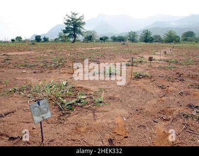 CHAMP DE MINES SIMULÉ AVEC MINES DÉSARMÉES AU CENTRE DE FORMATION DE L'APOPO, UNIVERSITÉ D'AGRICULTURE DE SOKOINE, MOROGORO, TANZANIE.AU CENTRE, LA COMPAGNIE BELGE (APOPO), LA BRAVOURE DE BART WEETJENS, FORME DES RATS À DÉTECTER LES MINES TERRESTRES À UTILISER DANS LES RÉGIONS DÉCHIRÉES PAR LA GUERRE. Banque D'Images