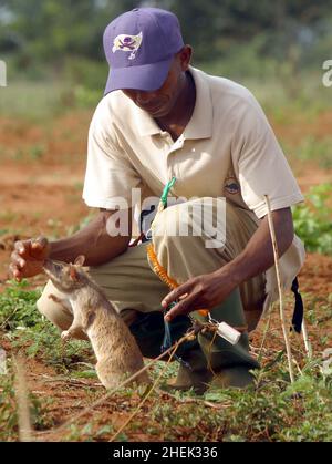 UN RAT EST RÉCOMPENSÉ DE NOURRITURE APRÈS AVOIR LOCALISÉ UNE MINE DANS UN CHAMP DE MINES SIMULÉ AU CENTRE DE FORMATION APOPO, UNIVERSITÉ D'AGRICULTURE SOKOINE, MOROGORO, TANZANIE.AU CENTRE, LA COMPAGNIE BELGE (APOPO), LA BRAVOURE DE BART WEETJENS, FORME DES RATS À DÉTECTER LES MINES TERRESTRES À UTILISER DANS LES RÉGIONS DÉCHIRÉES PAR LA GUERRE. Banque D'Images