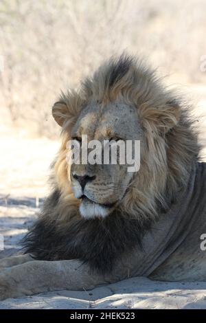 Lion mâle endormi dans le Kgalagadi Banque D'Images