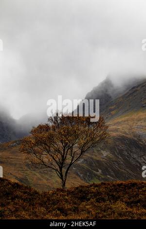 Blà Bheinn (Blaven) et arbre solitaire, île de Skye, Écosse Banque D'Images