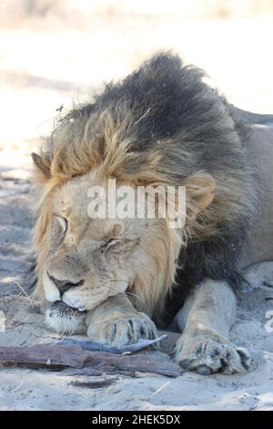 Lion mâle endormi dans le Kgalagadi Banque D'Images