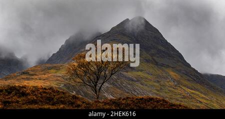 Blà Bheinn (Blaven) et arbre solitaire, île de Skye, Écosse Banque D'Images