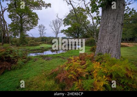 Une passerelle à travers un ruisseau pendant l'automne dans le parc national de New Forest, Hampshire, Royaume-Uni Banque D'Images