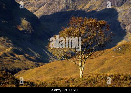 Lone Tree, île de Skye, Écosse Banque D'Images