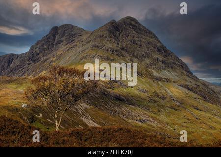 Blà Bheinn (Blaven) et arbre solitaire, île de Skye, Écosse Banque D'Images