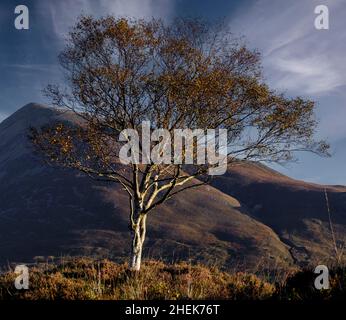 Lone Tree, île de Skye, Écosse Banque D'Images