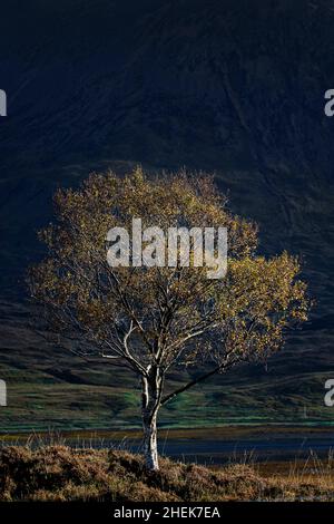 Arbre solitaire d'automne, Écosse Banque D'Images