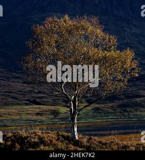 Arbre solitaire d'automne, Écosse Banque D'Images