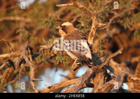 Sparrow-weaver brun blanc dans le Kgalagadi Banque D'Images