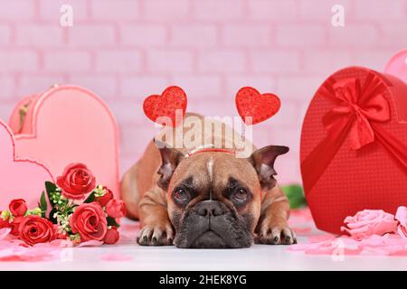 Chien Bulldog français avec serre-tête de Saint-Valentin avec coeurs couchés entre les décorations de saison avec boîtes-cadeaux et roses Banque D'Images