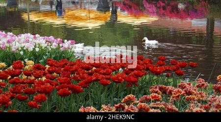 Un canard dans un canal et des lits de tulipes dans les jardins de Keukenhof.De légères réflexions de personnes et de fleurs sur l'autre rive peuvent être vues dans l'eau. Banque D'Images
