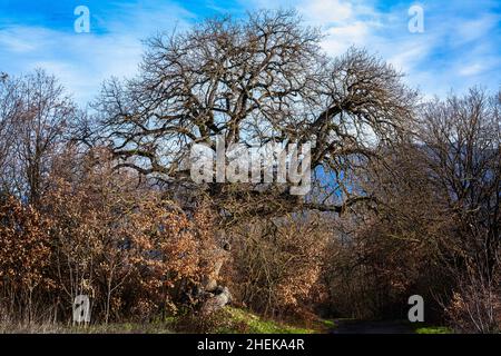 Chêne vieux de plusieurs siècles dans sa guise d'hiver, sans feuilles illuminées par la lumière froide de l'hiver.Abruzzes, Italie, europe Banque D'Images