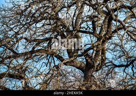Chêne vieux de plusieurs siècles dans sa guise d'hiver, sans feuilles illuminées par la lumière froide de l'hiver.Abruzzes, Italie, europe Banque D'Images