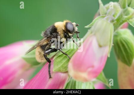 Merodon equestris, Narcisse bulbe Fly - Bumble Bee immer  Norfolk UK Banque D'Images