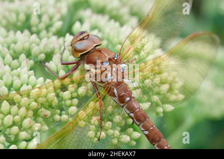 Aeshna grandis, Brown Hawker Dragonfly au repos sur Sedum Buds  Norfolk UK Banque D'Images