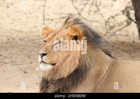 Lion à la manne noire dans le Kgalagadi Banque D'Images