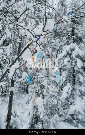 Masques chirurgicaux sur les arbres en forêt d'hiver.Conséquences de l'utilisation excessive de masques chirurgicaux pendant la pandémie du coronavirus.Environnement et pollution conce Banque D'Images