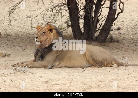 Lion à la manne noire dans le Kgalagadi Banque D'Images