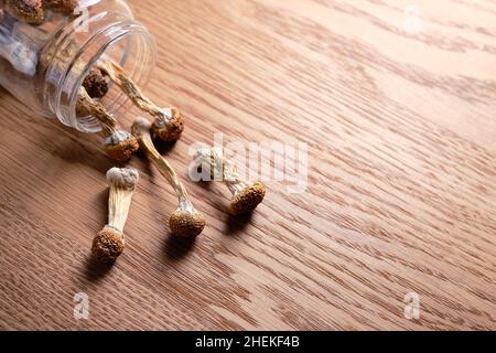 Les champignons de psilocybine se déversent d'un pot de conservation sur une surface en bois, vue de dessus, plat.Maître d'or de champignon magique psychédélique.Concept de microdosage. Banque D'Images