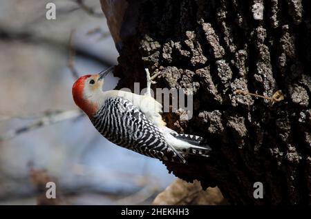 Pic à ventre rouge, Melanerpes carolinus, homme Banque D'Images