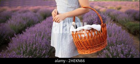 Gros plan d'un panier dans les mains d'une fille debout sur un champ de lavande en fleur en été.Vin dans un panier en osier dans la nature. Banque D'Images