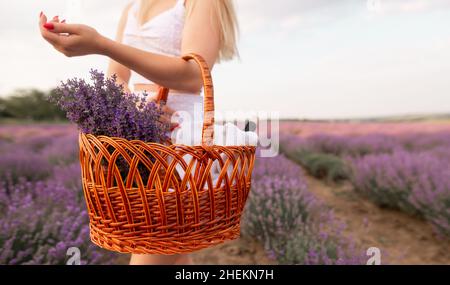 Champ de lavande et une fille dans une robe blanche avec un panier de fleurs et de vin en été au lever du soleil.Beauté naturelle et aromathérapie.Entrez dans un Banque D'Images