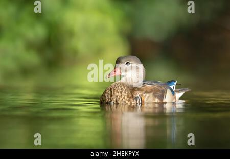 Canard mandarin femelle, largement considéré comme le plus beau canard du monde, nageant dans l'étang lors d'une journée ensoleillée d'été, au Royaume-Uni Banque D'Images