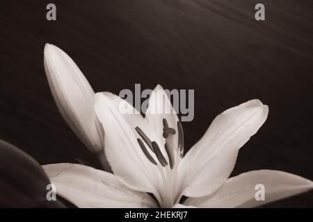 Une fleur de nénuphars blanc isolée sur fond de bois foncé avec espace de copie Banque D'Images