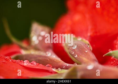 Vue rapprochée des gouttes d'eau sur le nénuphars rouge Banque D'Images