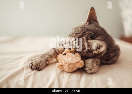 Un adorable chaton en tabby se trouve dans une étreinte avec un jouet en peluche sur le lit.Le chat dort sur le canapé dans le salon.Un rêve doux, réveillez-vous Banque D'Images