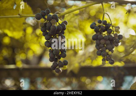 Lumière du soleil brillant à travers des grappes de raisins bleues dans un vignoble dans un village Banque D'Images