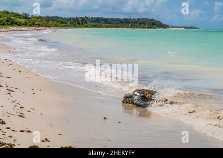 tortue échouée à la plage de sable de Ponta Prera dans l'île de capo verde au Brésil Banque D'Images