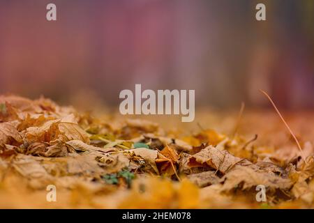 Texture colorée de la feuille d'automne.Vue de dessus avec espace de copie.Feuille d'automne fond plat.Vue de dessus de l'arrière-plan texture feuilles d'automne.Espace pour le texte. Banque D'Images