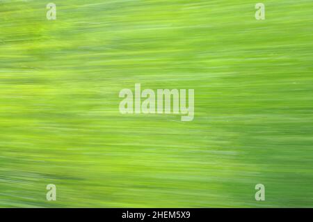 Arrière-plan vert abstrait, feuillage flou en mouvement.Toile de fond uniforme sans objet. Banque D'Images