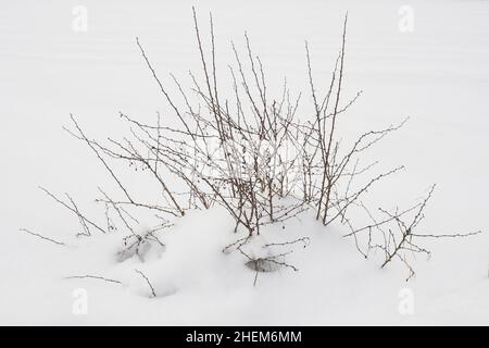Brousse en bois de chien couverte de neige dans le champ.Temps froid Banque D'Images