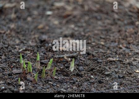 HostA, plantes émergentes.Plantes germinantes à bulbes, printemps dans le jardin.Terre parsemée d'écorce. Banque D'Images