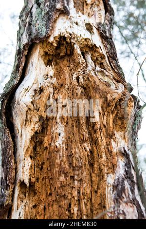 Pourriture de l'ancien arbre dans l'image de gros plan de la forêt.Bois de touchwood, bois punk. Banque D'Images